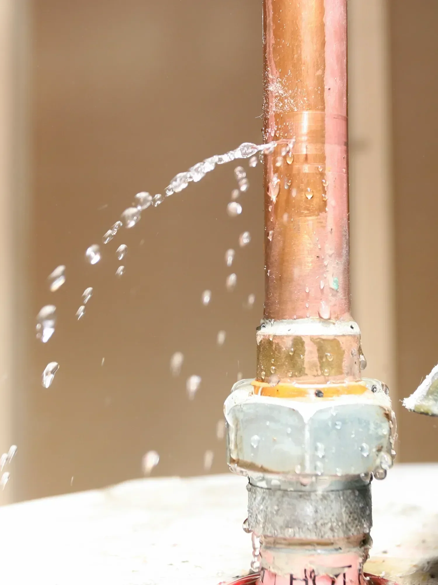 black mold inspection and testing charlotte nc