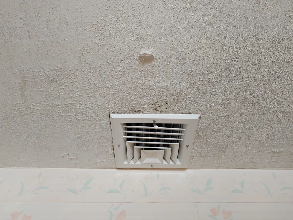 Mold Removal Companies Charlotte NC 5