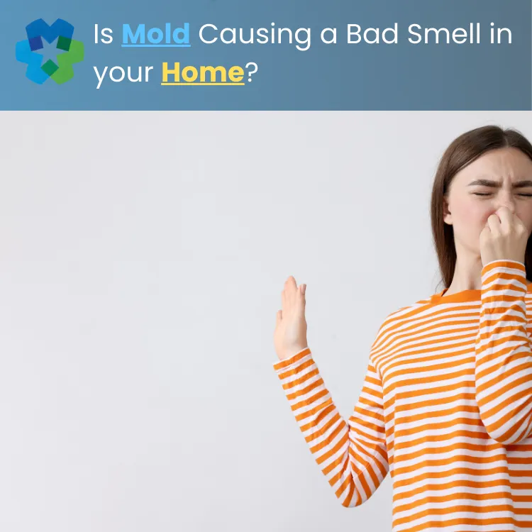 Mold Removal Companies Charlotte NC