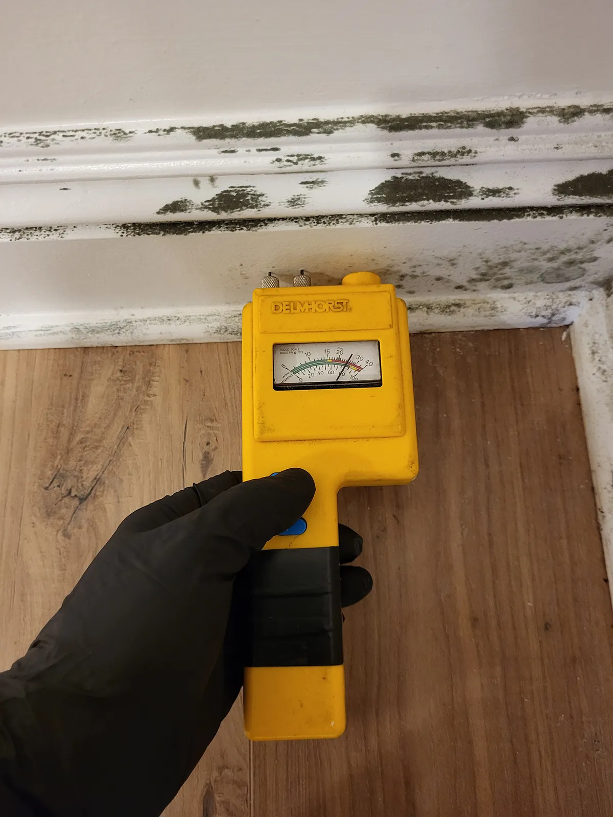 Mold Testing Charlotte NC 4