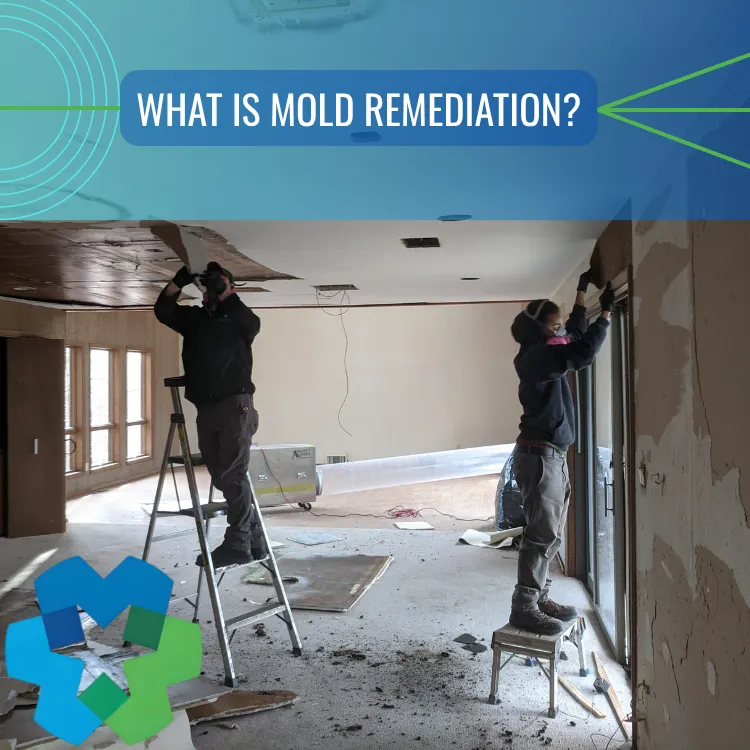 Charlotte mold remediation