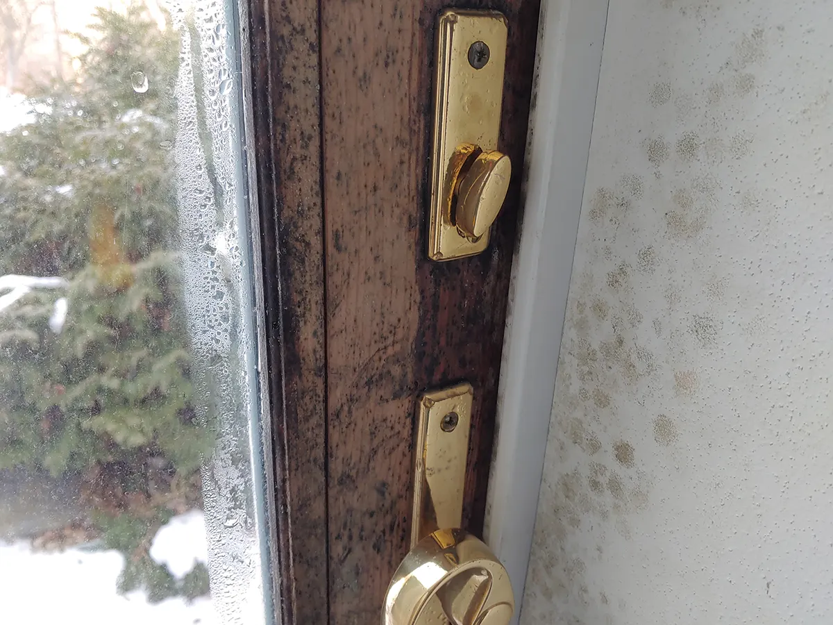 Mold Testing Charlotte NC 4