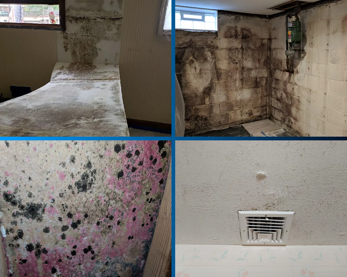 Mold Testing Charlotte NC