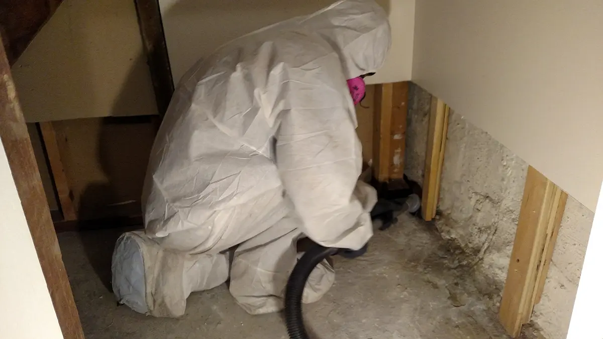 Charlotte Mold Remediation 3
