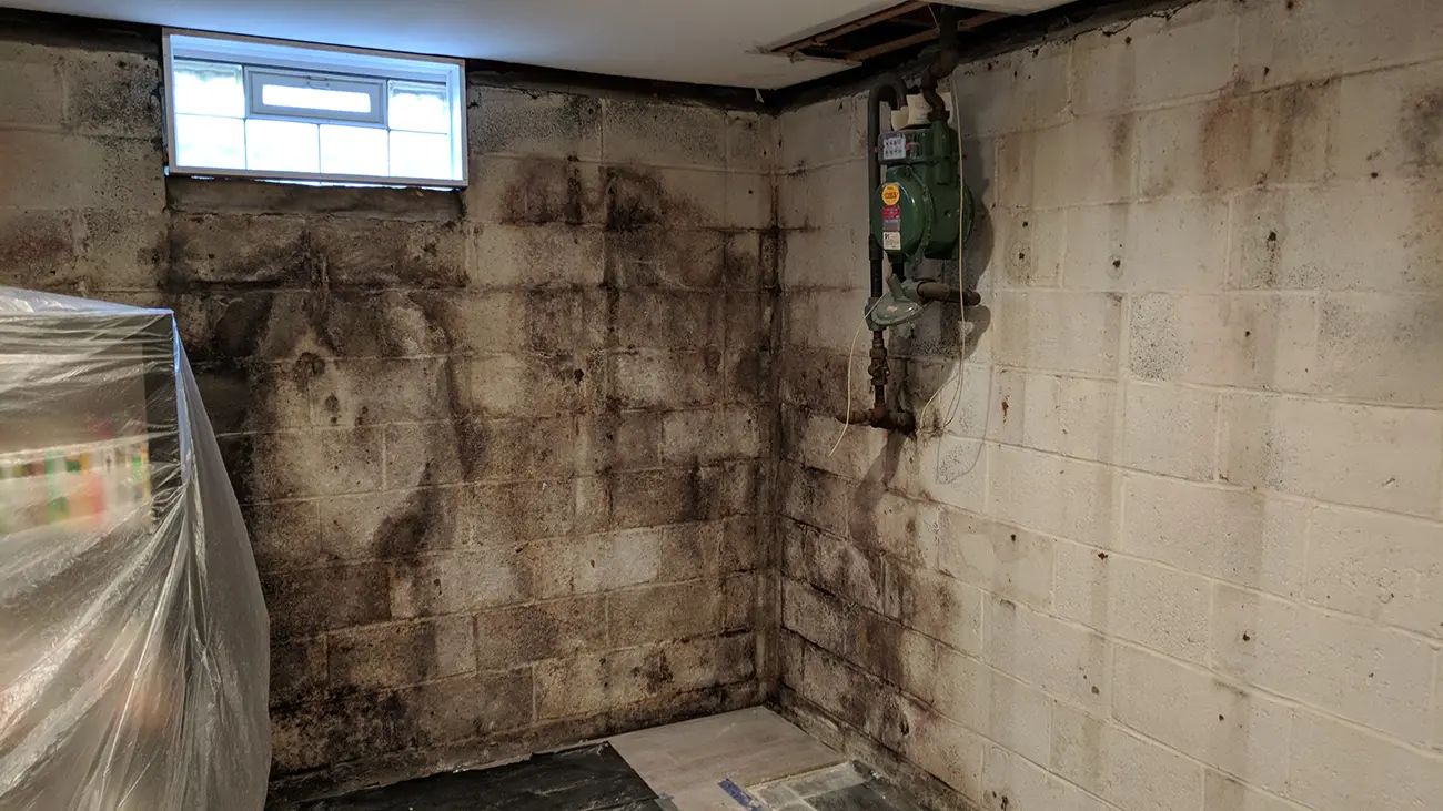 Mold Removal Companies Charlotte NC 3