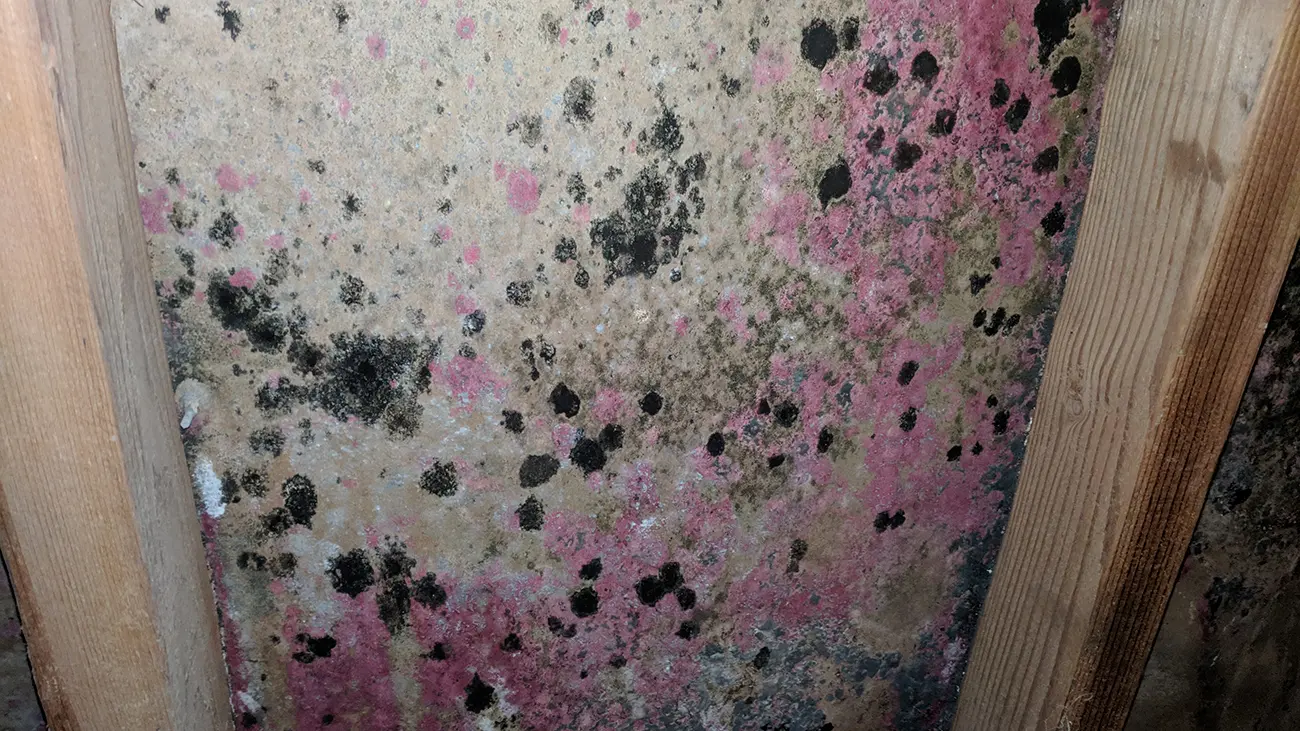 Mold Removal Companies Charlotte NC 4