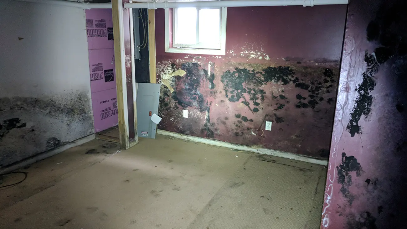 Mold Removal Companies Charlotte NC 5